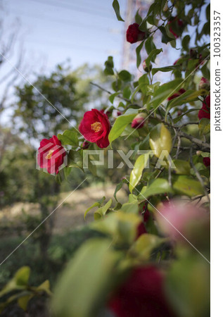 Camellia in full bloom 100323357