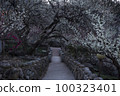 Plum blossoms 100323401