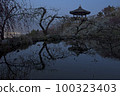 Plum 100323403