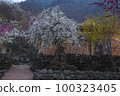 Plum 100323405