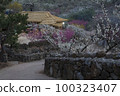 Plum 100323407