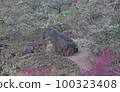 Plum 100323408