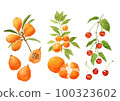 Hand-painted watercolor illustration set of 3 kinds of fruits with branches and leaves 100323602