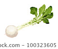 Hand drawn watercolor illustration of turnip 100323605