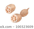 Hand drawn watercolor illustration of lotus root 100323609