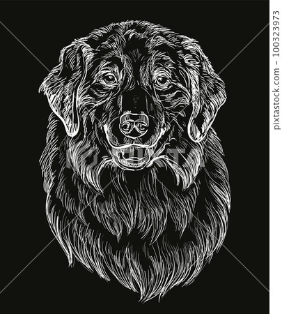 Engraving illustration of Australian Shepherd dog on a black background 100323973