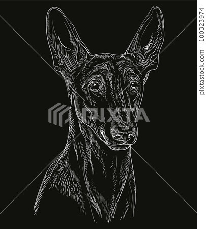 Engraving illustration of a Pharaoh Hound on a black background Engraving illustration of a Pharaoh Hound on a black background 100323974