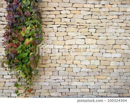 Creamy Beige Antique Brick Wall with Branch of Decorative Plant for background. Creamy Beige Antique Brick Wall with Branch of Decorative Plant for background. 100324304