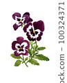 Hand drawn watercolor illustration of purple viola 100324371