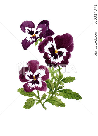 Hand drawn watercolor illustration of purple viola 100324371