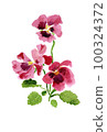 Hand drawn watercolor illustration of pink viola 100324372