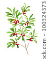 Watercolor illustration of bayberry fruit tree 100324373