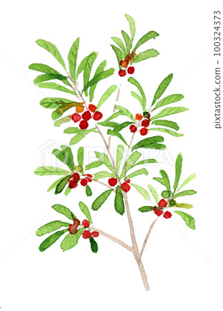 楊梅果樹的水彩插圖 楊梅果樹的水彩插圖 100324373