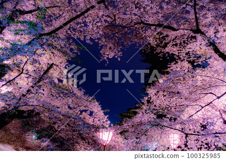 Hirosaki Park night cherry blossom Hirosaki Park night cherry blossom 100325985
