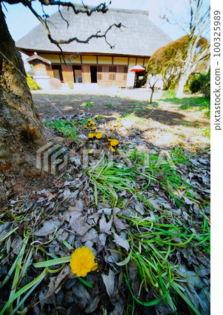 Fukujisou and an old folk house 100325989