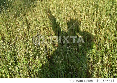silhouette of a man, the shadow on the grass, a field of wheat 100326241