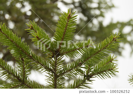 spruce branches on white background, Christmas tree 100326252