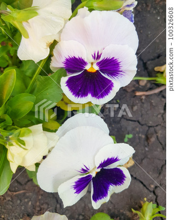 Garden pansies with purple and white petals. Viola tricolor pansies on a flower bed Garden pansies with purple and white petals. Viola tricolor pansies on a flower bed 100326608