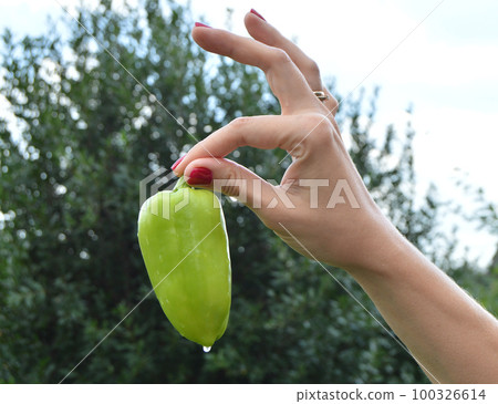 Beautiful female hands holding green pepper, on a grass background in garden Beautiful female hands holding green pepper, on a grass background in garden 100326614