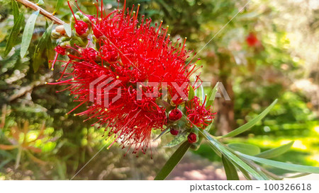 A red flower blooming on a weeping callistemon or red bottle bushes, in early spring in a park area 100326618