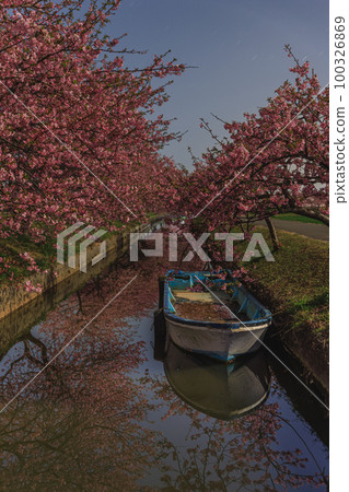 被月光照亮的笠松河津櫻花路 100326869