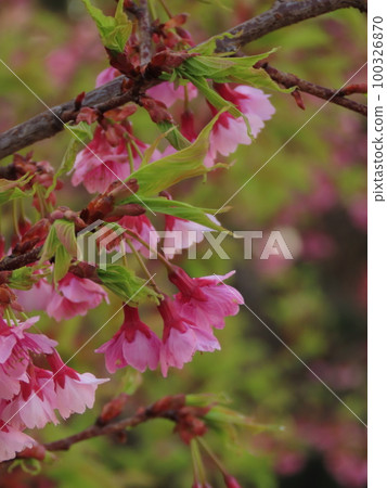 河津櫻花 100326870