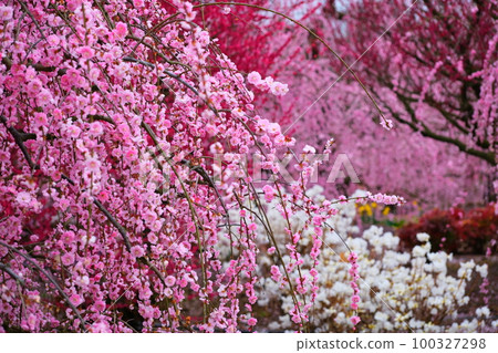 The weeping plum of the Suzuka Forest garden 100327298