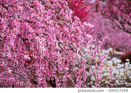 The weeping plum of the Suzuka Forest garden 100327299