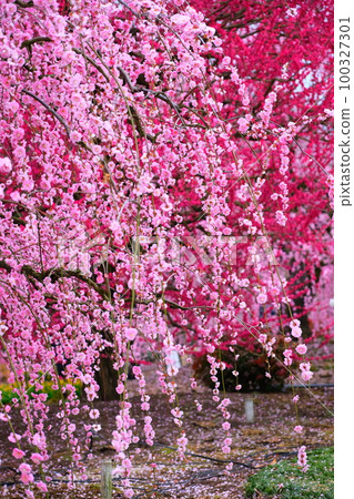 The weeping plum of the Suzuka Forest garden 100327301
