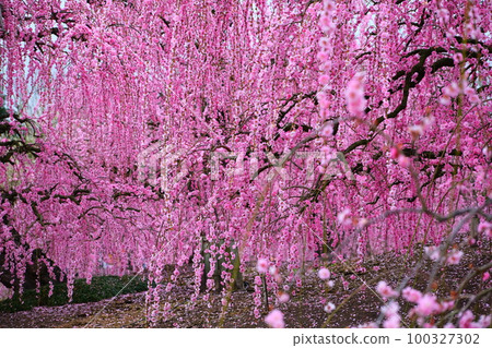 The weeping plum of the Suzuka Forest garden 100327302