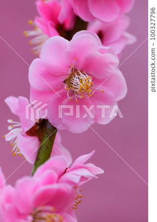The weeping plum of the Suzuka Forest garden The weeping plum of the Suzuka Forest garden 100327796