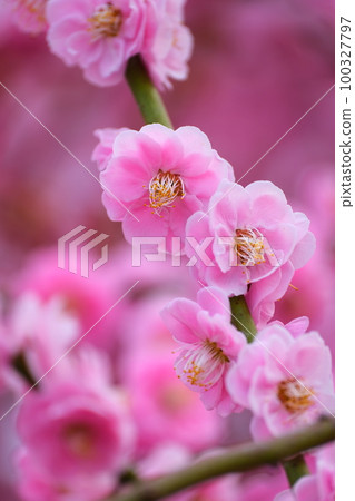 The weeping plum of the Suzuka Forest garden 100327797
