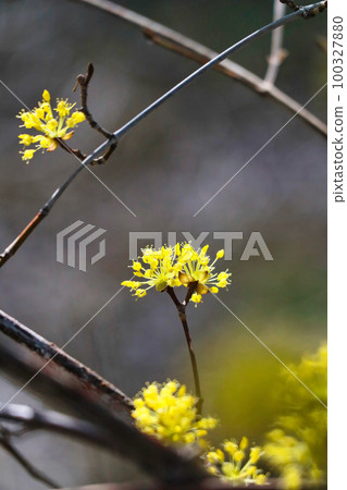 Beautifully blooming sansuyu flowers with a dazzling yellow color 100327880