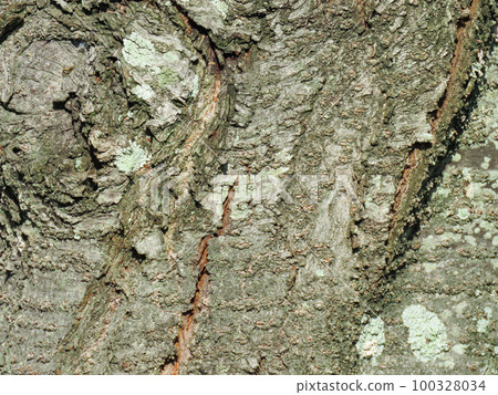 texture - background, bark texture - background, bark 100328034