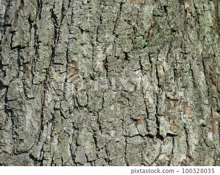 texture - background, bark texture - background, bark 100328035