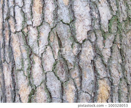 texture - background, bark texture - background, bark 100328053