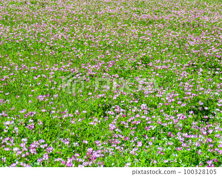 Astragalus field in full bloom Astragalus field in full bloom 100328105