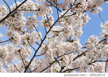 Cherry Blossoms Cherry Blossoms 100328727