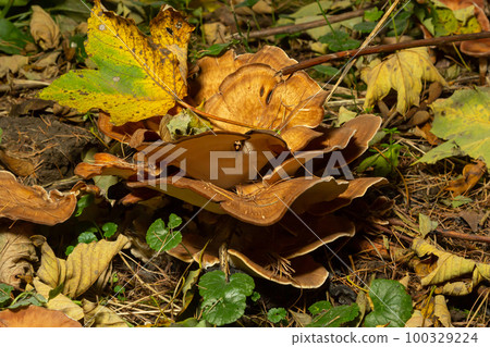 Meripilus giganteus in the forest. Meripilus giganteus, polypore fungus. Giant polypore, Meripilus giganteus, fruiting from a tree stump Meripilus giganteus in the forest. Meripilus giganteus, polypore fungus. Giant polypore, Meripilus giganteus, fruiting from a tree stump 100329224