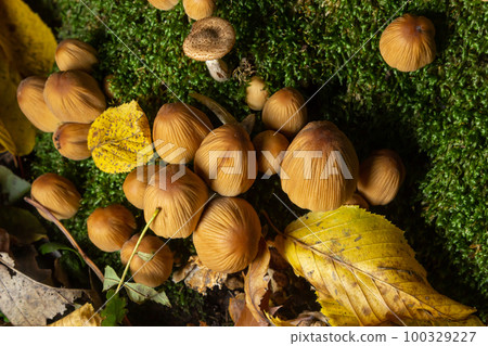 Coprinellus micaceus growing on rotten stumb. Many little mica cap mushrooms in an autumn forest. Group of shiny cap fungi with caps in many shades of yellow. Colorful oak leaf and blueberry bush Coprinellus micaceus growing on rotten stumb. Many little mica cap mushrooms in an autumn forest. Group of shiny cap fungi with caps in many shades of yellow. Colorful oak leaf and blueberry bush 100329227