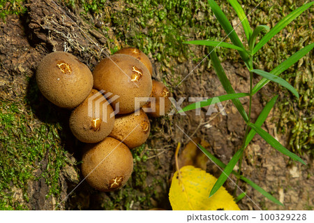 Forest fungus. Common puffball mushroom - Lycoperdon perlatum - growing in green moss in the autumn forest 100329228