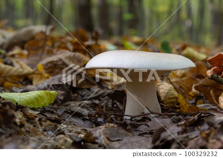 Edible mushroom Clitocybe nebularis in the beech forest. Known as Lepista nebularis, clouded agaric or cloud funnel. Wild mushrooms in the leaves. Autumn time in the forest 100329232