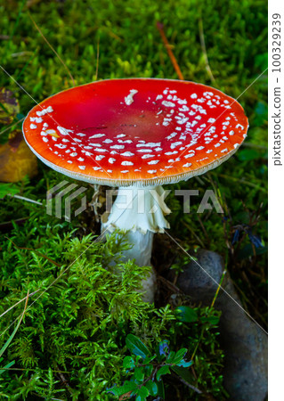 Red Wild Amanita Muscaria Mushroom. A red Amanita Muscaria mushroom growing in the wild 100329239