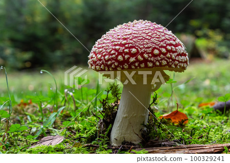 Red Wild Amanita Muscaria Mushroom. A red Amanita Muscaria mushroom growing in the wild 100329241