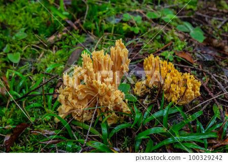 yellow edible coral mushroom Ramaria flava mushroom in the forest, close-up yellow edible coral mushroom Ramaria flava mushroom in the forest, close-up 100329242