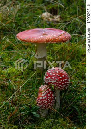 Red Wild Amanita Muscaria Mushroom. A red Amanita Muscaria mushroom growing in the wild 100329246