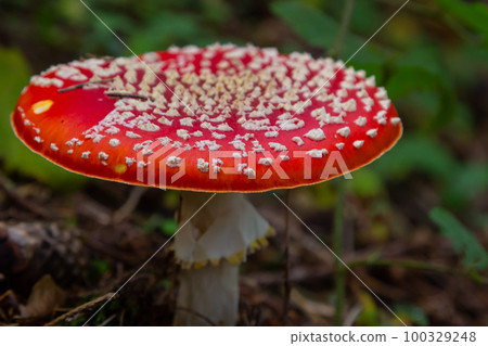 Red Wild Amanita Muscaria Mushroom. A red Amanita Muscaria mushroom growing in the wild 100329248