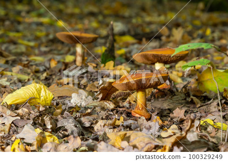 A closeup of Cortinarius triumphans, in a natural environment against the background of the forest A closeup of Cortinarius triumphans, in a natural environment against the background of the forest 100329249