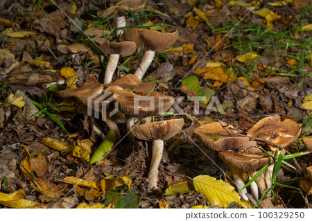Poison Pie Mushroom Hebeloma crustuliniforme growing through the autumnal leaves Poison Pie Mushroom Hebeloma crustuliniforme growing through the autumnal leaves 100329250