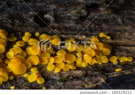 Very small fungus yellow fairy cups or lemon discos, Bisporella citrina, on old wet wood 100329252